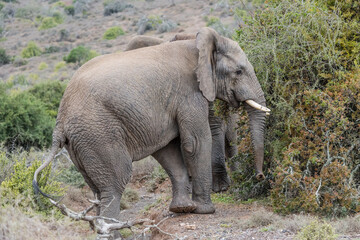 Fototapeta premium elephant approaching tree, Sarah Baartman District, Karoo, South Africa
