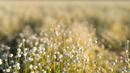 Eriocaulon henryanum flower field under sunlight
