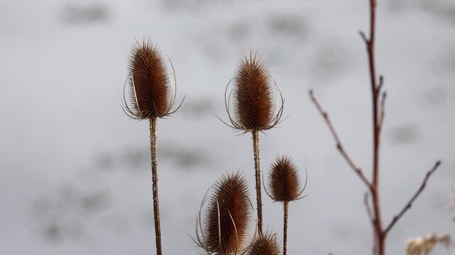 Close-up of dried wild teasels (Dipsacus) against a winter background