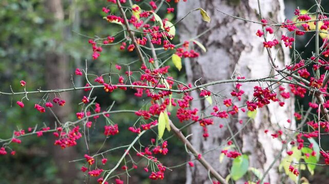 European spindle tree (Euonymus europaeus) with characteristic pink-orange capsule fruits