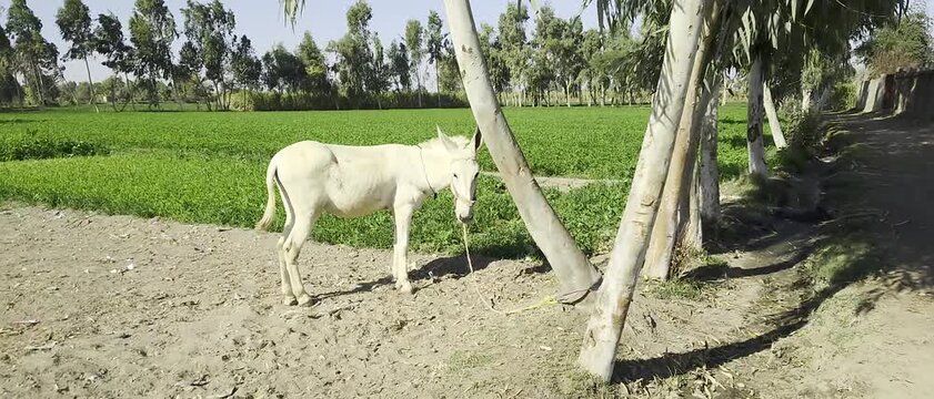 White Donky on the field.