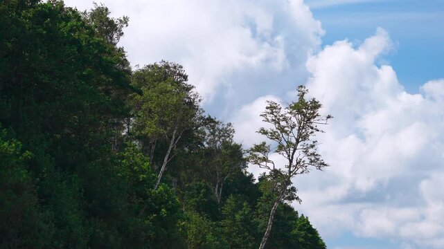 lush green hillside with tall trees under cumulus clouds and bright blue sky, cinematic drone pan over dense rainforest canopy,