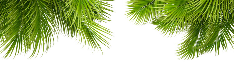 Green palm tree isolated on white background © Buffstock