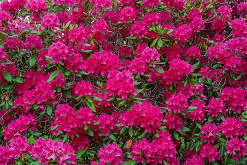 A wall of an abundance of dark pink rhododendron flowers.