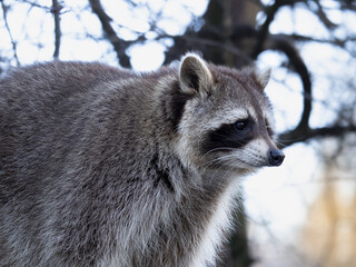 Raccoon in the snow