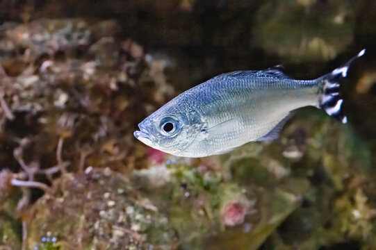 The barred flagtail, Kuhlia mugil, occurs on reefs at depths of 3 to 18 m
