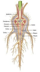 Anatomical cross-section illustrating the complex internal structure and external branching of a plant root system, highlighting vital components of plant anatomy for biological education