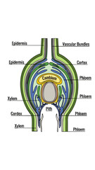 Detailed anatomical illustration of a plant stem, revealing the complex internal structure with vascular bundles, epidermis, xylem, and phloem for botanical study and scientific education