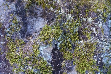 苔の生えた岩の表面