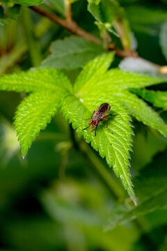 Some leaves with intricate vein patterns and a black-and-orange insect, the marsh fly, are set against a wild landscape