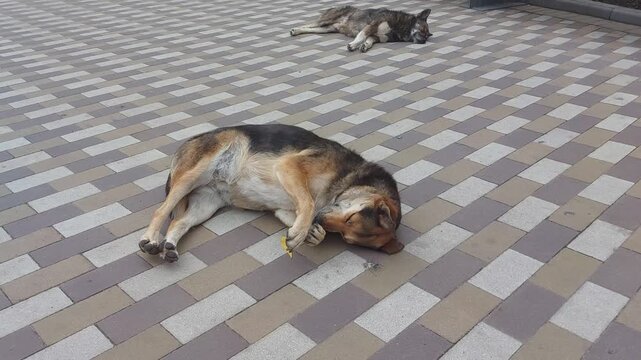 mixed-breed dog lies sleeps on tiled pavement, resting comfortably in urban. mongrel appears completely relaxed and at ease during its quiet rest. stray dog rests serenely. mutt concept in city.