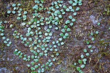 壁に広がるマメヅタと苔