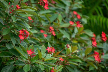 Bright red jatropha flowers against dense green foliage in a tropical park, decorative blooming shrub in resort landscape design on Hainan Island, Sanya, China.