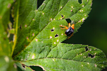 Some leaves with complex leaf vein patterns and a black and orange insect called the rolling leaf weevil complement the wild landscape