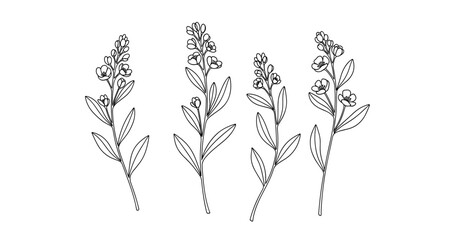 Line art illustration of lavender stems with flowers and leaves