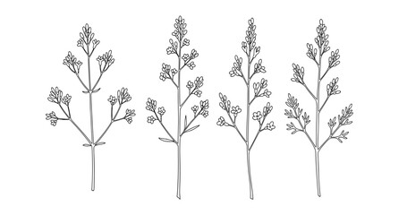 Fototapeta premium Black and white botanical line drawing of lavender stems