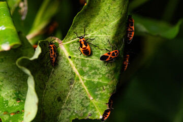 Some leaves with complex leaf vein patterns and a black and orange insect - Striped Vegetable Stupid, complement the wild landscape with charm
