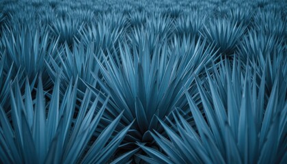 A dense field of deep blue agave plants creates a striking and enigmatic texture.