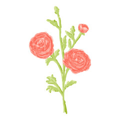 Watercolor pink ranunculus flower illustration isolated on white