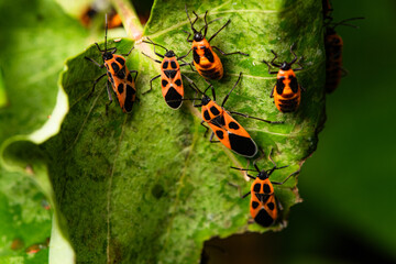 Some leaves with complex leaf vein patterns and a black and orange insect - Striped Vegetable...
