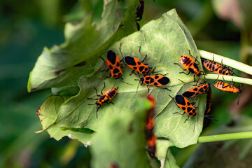 Some leaves with complex leaf vein patterns and a black and orange insect - Striped Vegetable Stupid, complement the wild landscape with charm