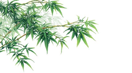 Obraz premium Green bamboo branch with leaves isolated on white background in close up