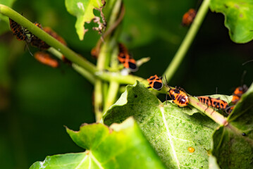 Some leaves with complex leaf vein patterns and a black and orange insect - Striped Vegetable Stupid, complement the wild landscape with charm