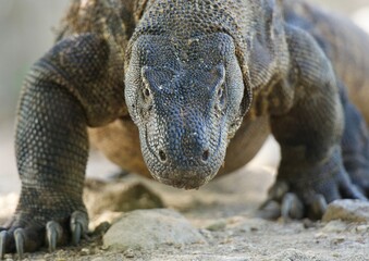 Obraz premium Face to Face with a Komodo Dragon 