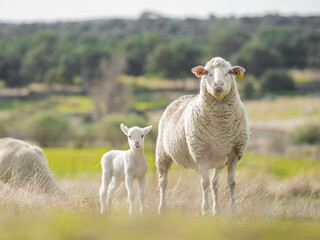 Obraz premium Lamb and sheep