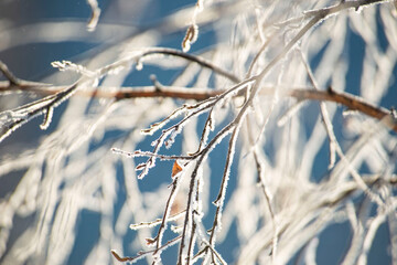 Close-Up of Frosty Tree Branches in Winter