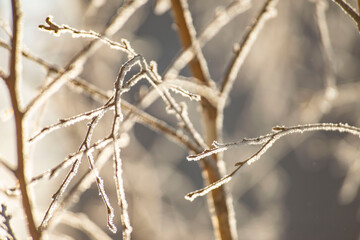 Close-Up of Frosty Tree Branches in Winter