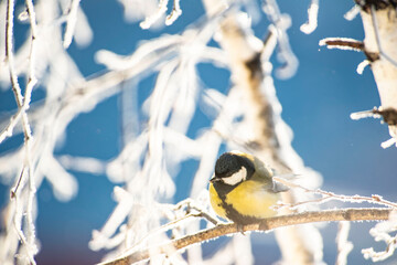Great Tit Bird Perched on a Branch. Blue sky in sunday. © Aiva