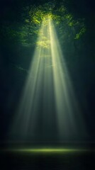 Sunlight Shining Through Forest Trees.