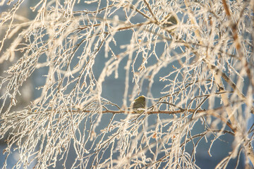 Close-Up of Frosty Tree Branches in Winter