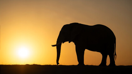 Fototapeta premium Silhouette of a majestic African elephant at sunset in the savanna. Wildlife safari in Africa with a golden sky background