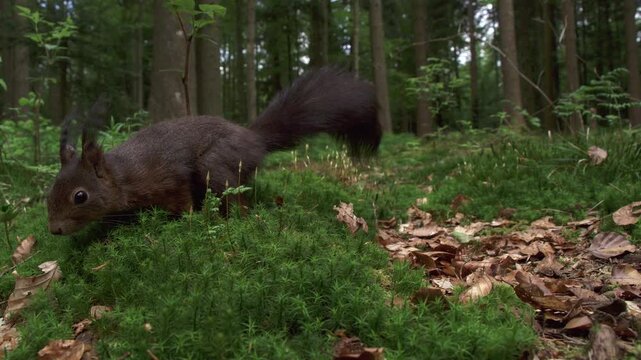 squirrel foraging on forest floor in slow motion
