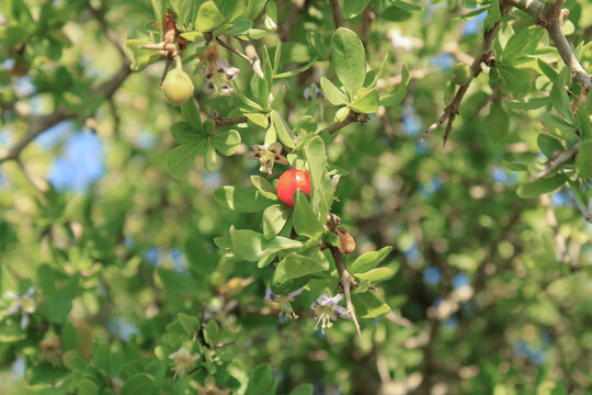 African boxthorn, Afrikaanse boksdoorn, Kriedoring, Afrikanischer Bocksdorn, Espinhosa, Mini ar&aacute;ndano rojo, Lyciet f&eacute;roce, Buis africain - Lycium ferocissimum - Solanaceae