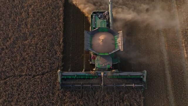 Aerial combine harvester moves north through ripe grain rows. Title in description. Cutter head carves swath, hopper shows conical load, auger out, dust trails in warm light.