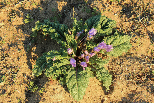 Mandrake, common mandrake, mediterranean mandrake, Mandragora officinarum, Solanaceae