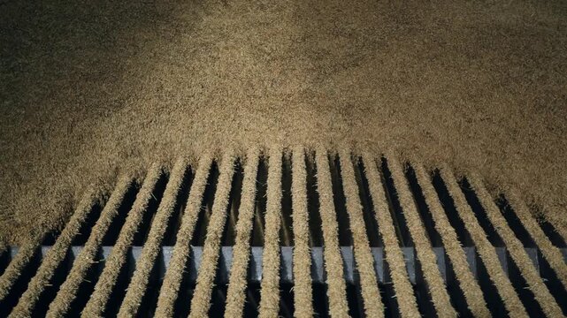Top down close up shows wheat flowing over metal slats on combine header. Title in description. Neat rows of straw covered tines and deep dark gaps are visible.