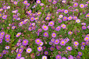 Fototapeta premium Purple Aster ageratoides 'ezo murasaki' in flower.
