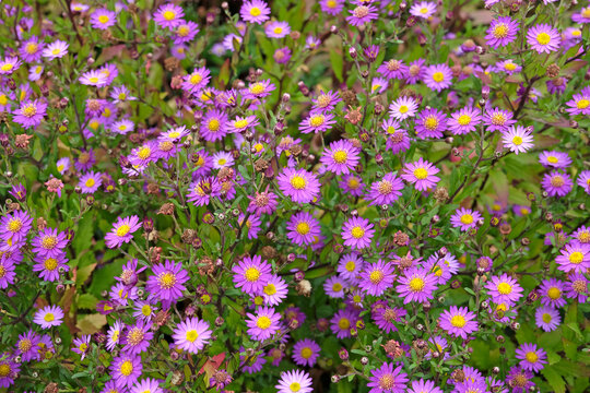 Purple Aster ageratoides 'ezo murasaki'  in flower.