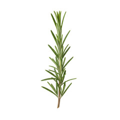 Fototapeta premium フレッシュローズマリーのハーブ小枝