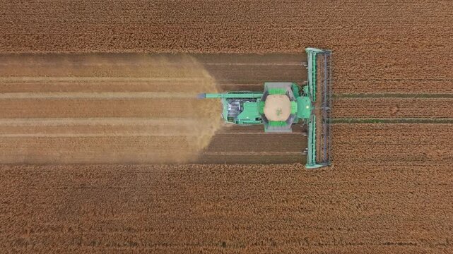 Aerial combine harvester moves left across golden wheat field during harvest, leaving parallel swaths and dust plume. Top down framing, warm tones, late summer farmland.