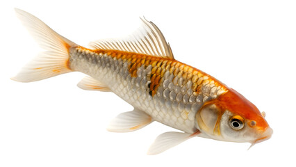Ultra realistic macro style studio photograph of a vibrant orange and white koi fish swimming on plain white background