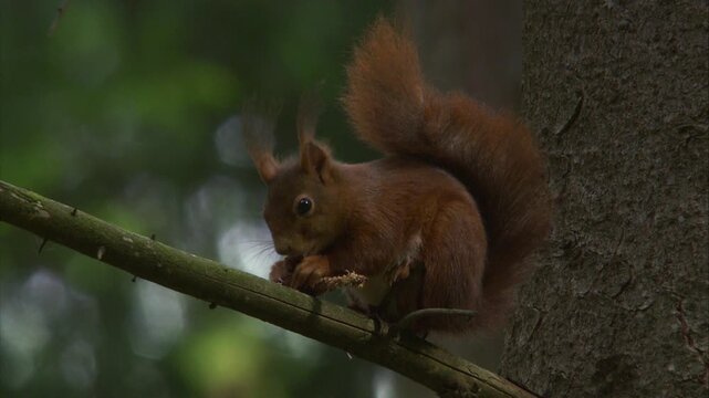 squirrel sitting on a tree branch and gnawing on a pine cone