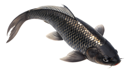 Ultra realistic studio photograph of a single deep black koi fish with shiny scales and fins isolated on white background