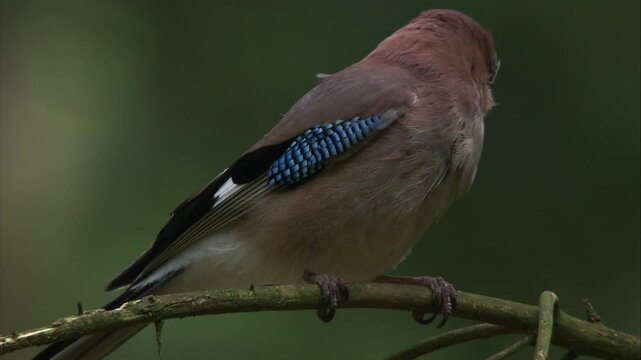 close up footage of an alert eurasian jay showing facial and feather details