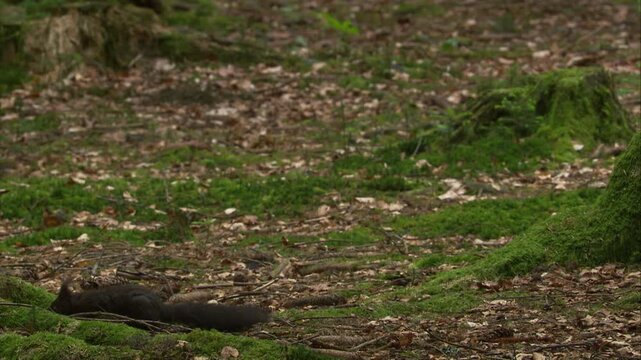 two red squirrels running across forest floor