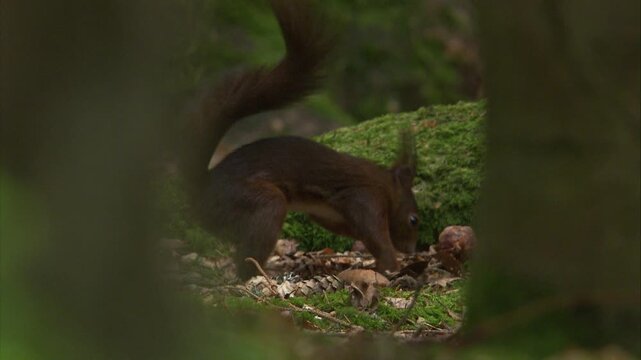 squirrel hiding food in the forest floor as part of natural caching behavior
